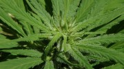 cannabis