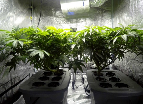 Collusion: DEA bans plant medicines, then Big Pharma patents them for profits