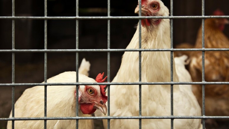 USDA putting millions of Americans’ health at risk by allowing unapproved meat imported from China